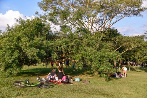 Famílias fazendo piquenique no gramado do Parque Villa Lobos