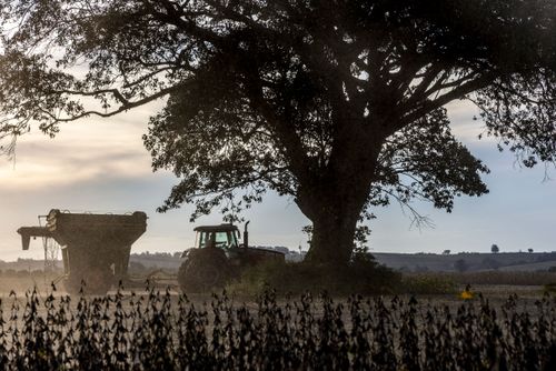 Trator puxando carreta durante colheita de soja ao entardecer