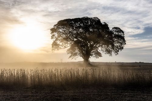 Paisagem rural - brilho do sol sobre plantação de soja ao entardecer