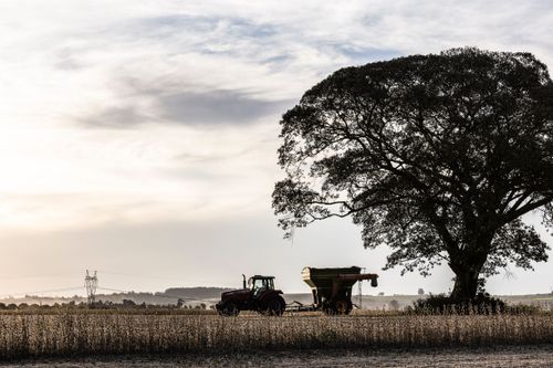 Trator puxando carreta durante colheita de soja ao entardecer