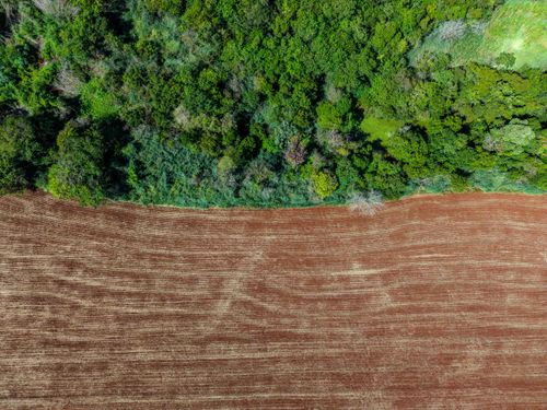 Aureliusページ Horto Florestal | Pulsar Imagens | Banco imagens do Brasil