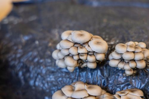 38ER081