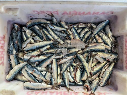 sardinha | Pulsar Imagens | Banco imagens do Brasil