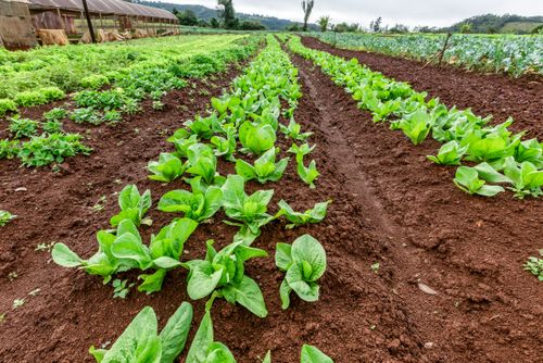 Plantação de almeirão