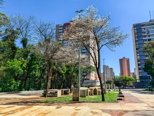 Ipê-branco florido no Bosque Municipal Marechal Cândido Rondon - centro da cidade