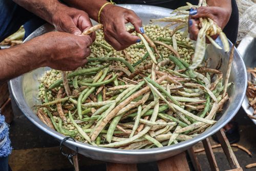 Comerciantes debulhando vagens de feijão verde em barraca da feira livre no entorno do CEASA Edmundo Flores