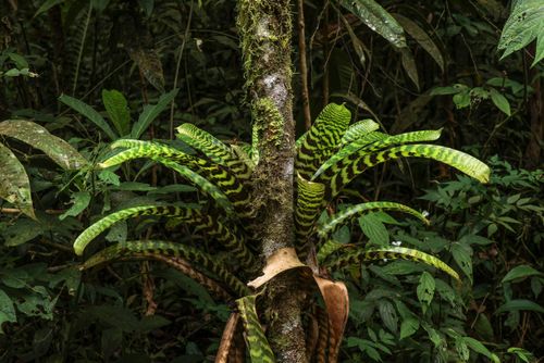 Bromelia sp | Pulsar Imagens | Banco imagens do Brasil