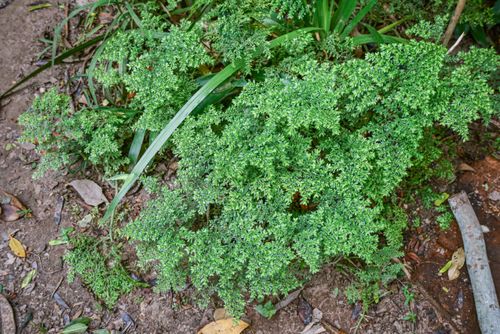 Brilhantina - também conhecida popularmente como dinheirinho ou brilhantina-falsa - PANC Planta Alimentícia 