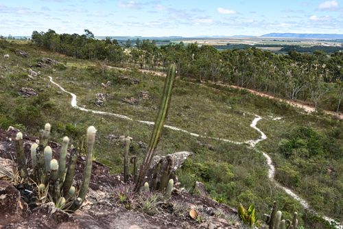 cactos | Pulsar Imagens | Banco imagens do Brasil