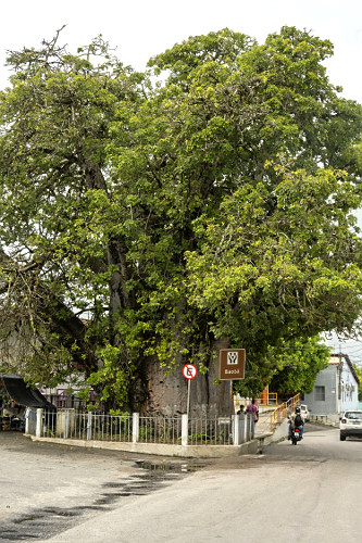 Árvore baobá centenária no centro da cidade