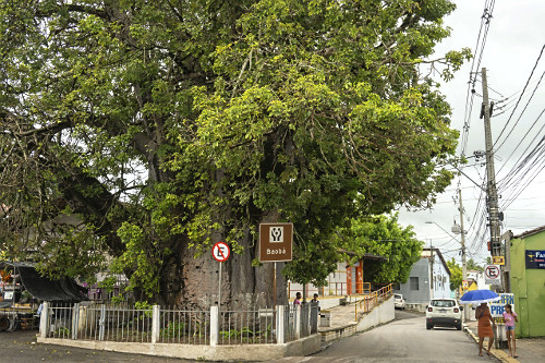 Árvore baobá histórica no centro da cidade