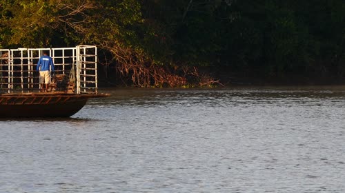 Balsa adaptada para transporte de gado - rio Cuiabá - conhecido na região por boieiro