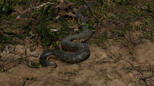 Sucuri verde - também denominada anaconda, arigboia, boiaçu, boiçu, boiguaçu, boioçu, boitiapoia, boiuçu